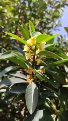 Garcinia oblongifolia