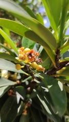 Garcinia oblongifolia