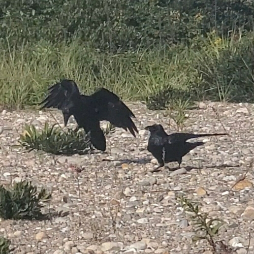 Common Raven photographed in Rhode Island