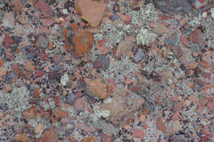 Xanthoparmelia chlorochroa