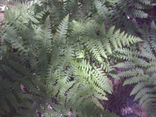 iNaturalist observation photo of common bracken