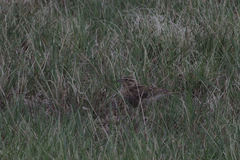 Calcarius ornatus