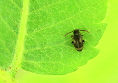 Phytobaenus amabilis