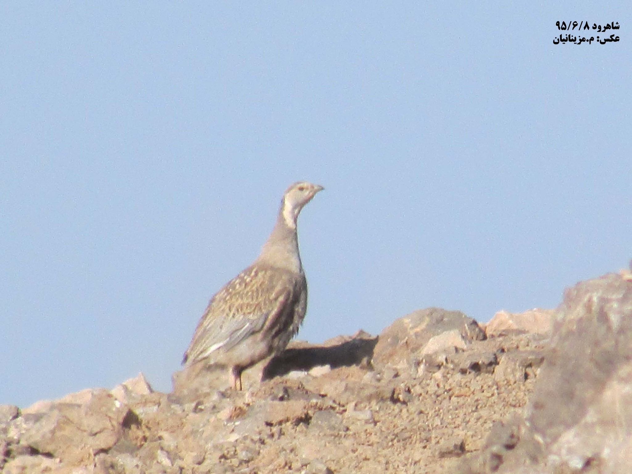 Caspian Snowcock (Tetraogallus caspius), photo 3