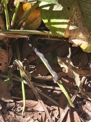 Chironius grandisquamis