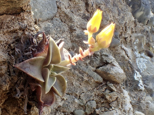 Santiago Canyon Liveforever (Dudleya chasmophyta)