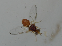 Bactrocera oleae