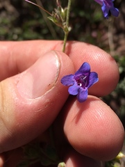 Penstemon roezlii
