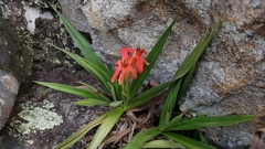 Barbacenia tomentosa