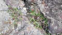 Barbacenia tomentosa