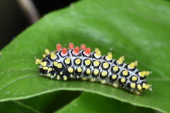 Cyclosia papilionaris
