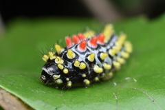 Cyclosia papilionaris