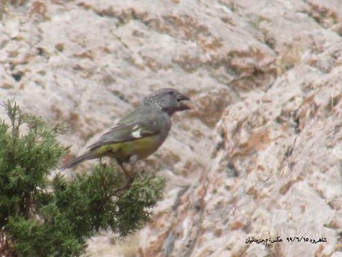 White-winged Grosbeak (Mycerobas carnipes), photo 4