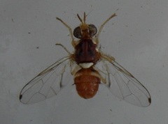 Bactrocera oleae