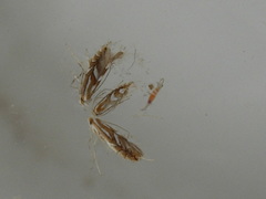 Phyllonorycter blancardella