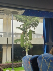 Arecaceae