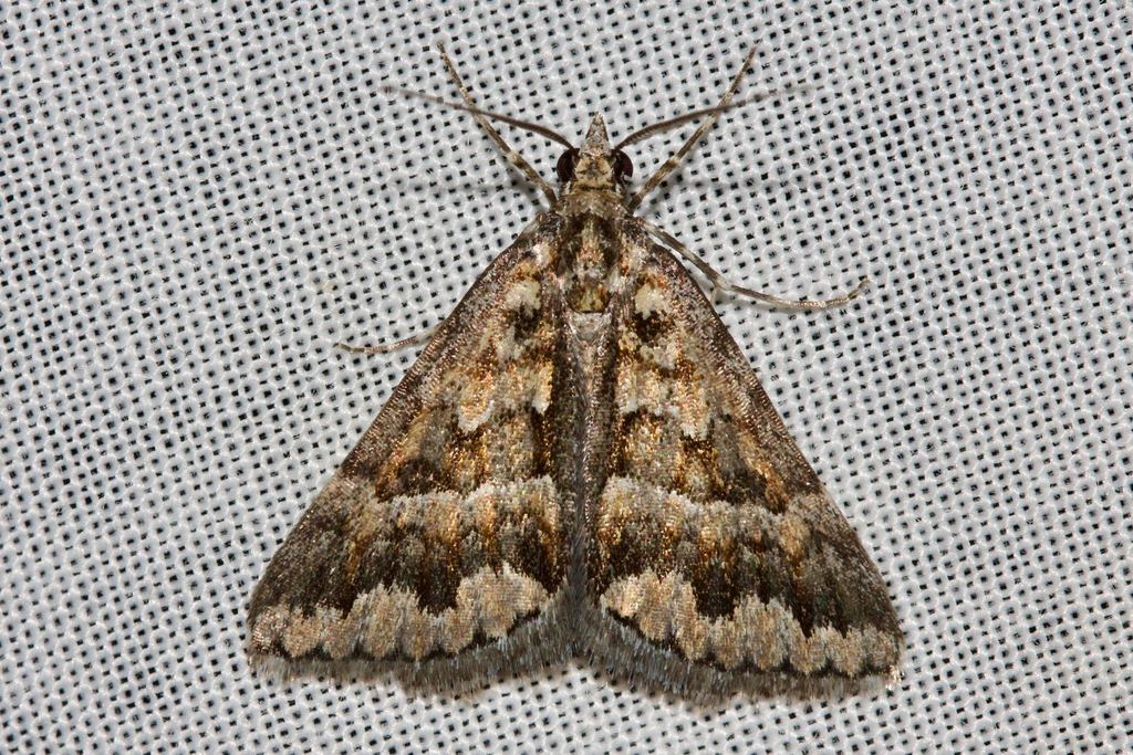 Dichromodes haematopa