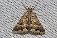 Dichromodes haematopa