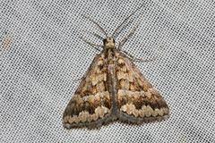 Dichromodes haematopa