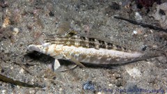 Parapercis australis