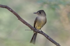 Contopus hispaniolensis