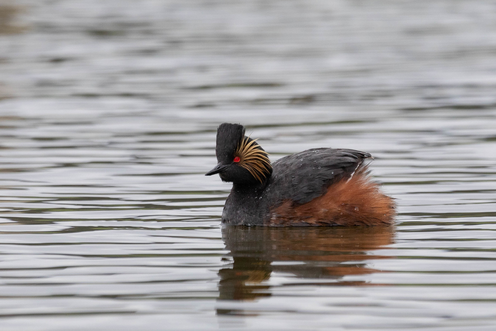 Black-necked Grebe (Podiceps nigricollis)
