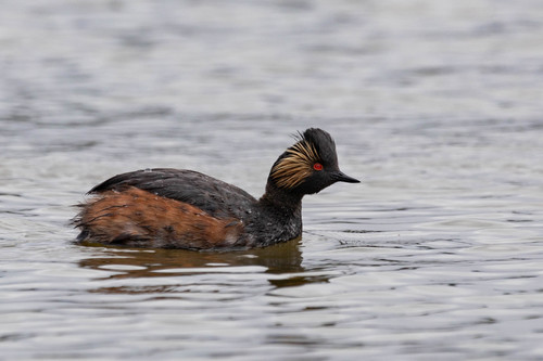 American Black-necked Grebe