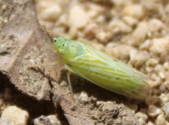 Pagaronia tredecimpunctata