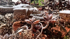 Kalanchoe × houghtonii