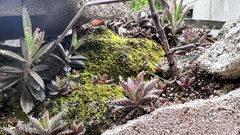 Kalanchoe × houghtonii