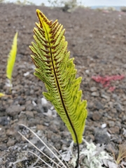 Polypodium pellucidum