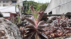 Kalanchoe × houghtonii