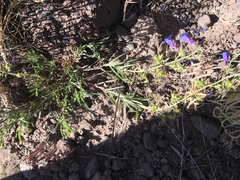 Penstemon roezlii