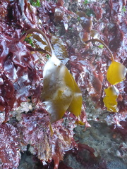 Laminaria setchellii