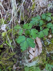 Toxicodendron diversilobum