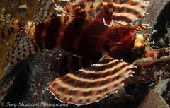 Dendrochirus brachypterus