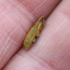 Lixus bardanae
