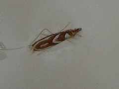 Phyllonorycter blancardella