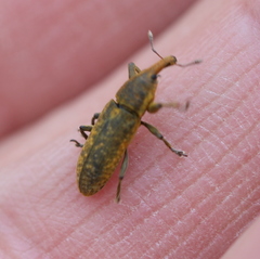 Lixus bardanae