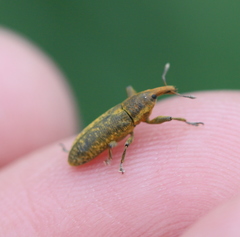 Lixus bardanae