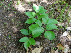 Paeonia mascula