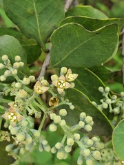 Santalum paniculatum