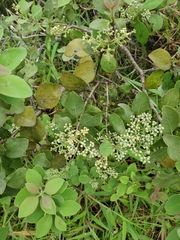 Santalum paniculatum