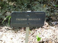 Paeonia mascula