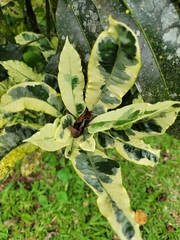 Codiaeum variegatum