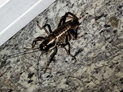Cyphoderris