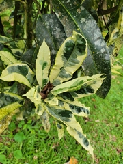 Codiaeum variegatum