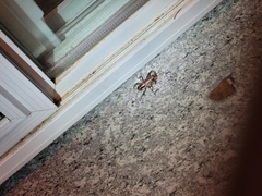 Cyphoderris