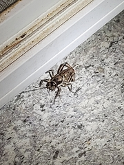 Cyphoderris