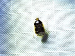 Deraeocoris davisi